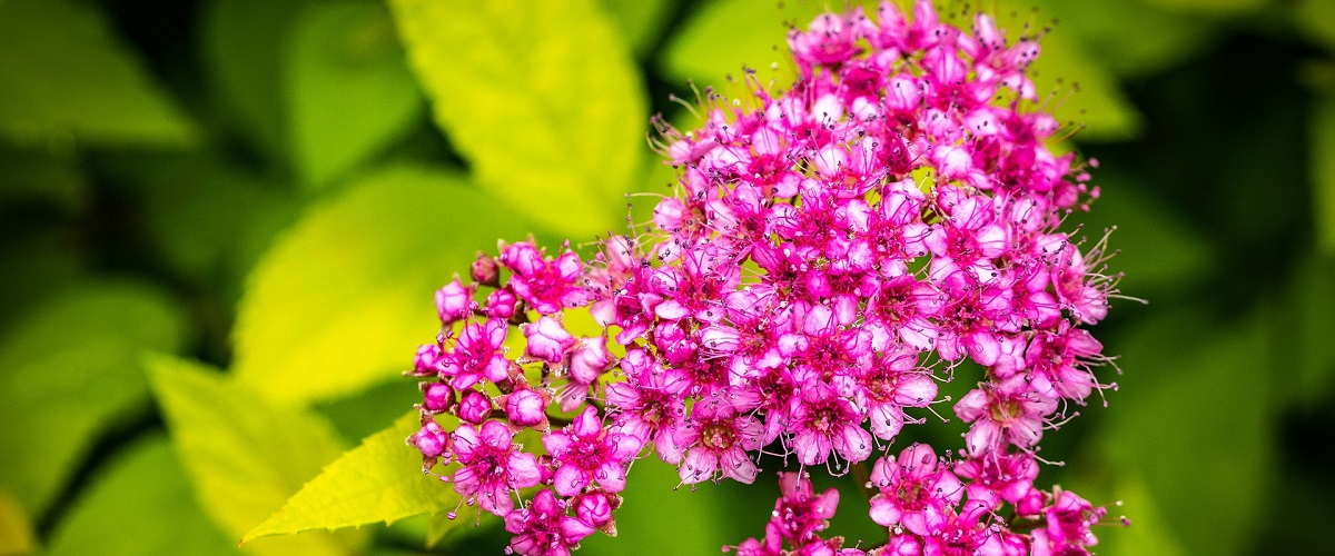 spiraea-japonica-3461317_1920